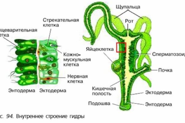 Kraken доступ зеркала