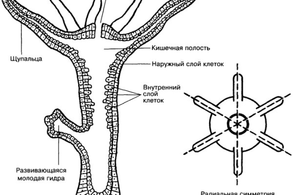 Почему не заходит на BlackSprut на тор