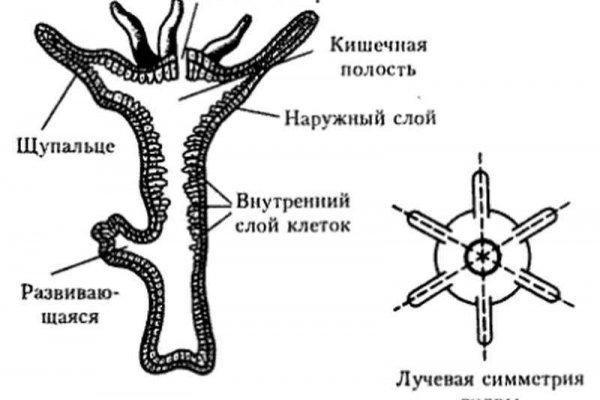 Сайт omg omg в tor ссылка